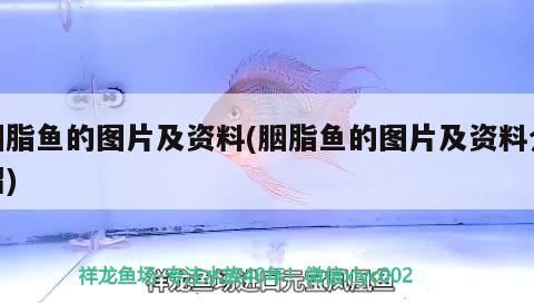 胭脂魚的圖片及資料(胭脂魚的圖片及資料介紹)