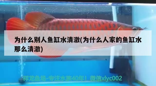 為什么別人魚缸水清澈(為什么人家的魚缸水那么清澈)