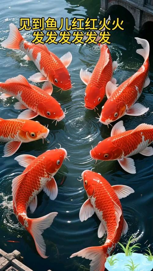 紅利魚圖片 觀賞魚百科 第6張 紅利魚圖片 紅利魚圖片 觀賞魚百科 第6張