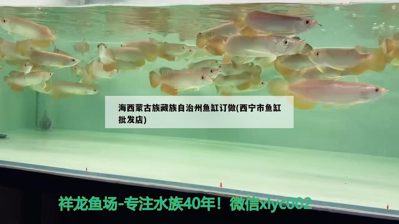 鸚鵡魚和銀龍魚混養怎樣喂食 海西蒙古族藏族自治州魚缸訂做(西寧市魚缸批發店) 觀賞魚百科 海西蒙古族藏族自治州魚缸訂做(西寧市魚缸批發店) 海西蒙古族藏族自治州魚缸訂做(西寧市魚缸批發店) 觀賞魚百科