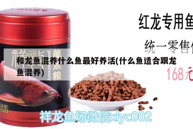 和龍魚混養(yǎng)什么魚最好養(yǎng)活(什么魚適合跟龍魚混養(yǎng))
