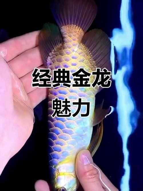 古典金龍好還是過背金龍好