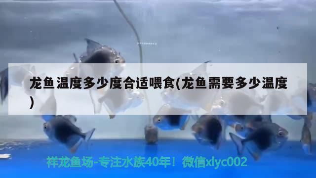 龍魚溫度多少度合適喂食(龍魚需要多少溫度) 龍魚溫度多少度合適喂食(龍魚需要多少溫度) 觀賞魚百科