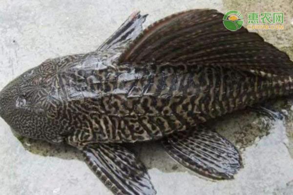 雷龍魚學名叫什么（雷龍魚簡介）