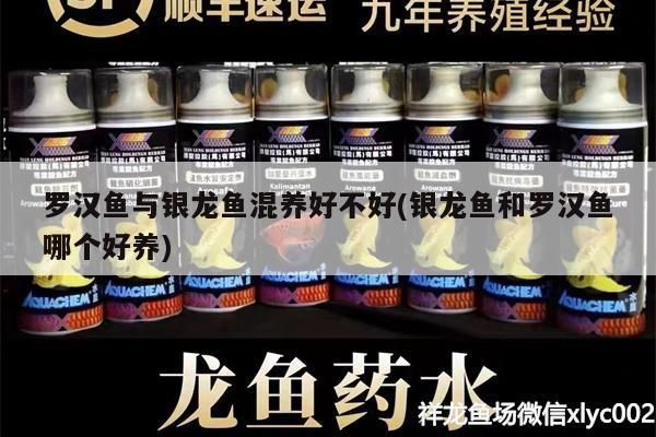 羅漢魚與銀龍魚混養(yǎng)好不好(銀龍魚和羅漢魚哪個(gè)好養(yǎng))