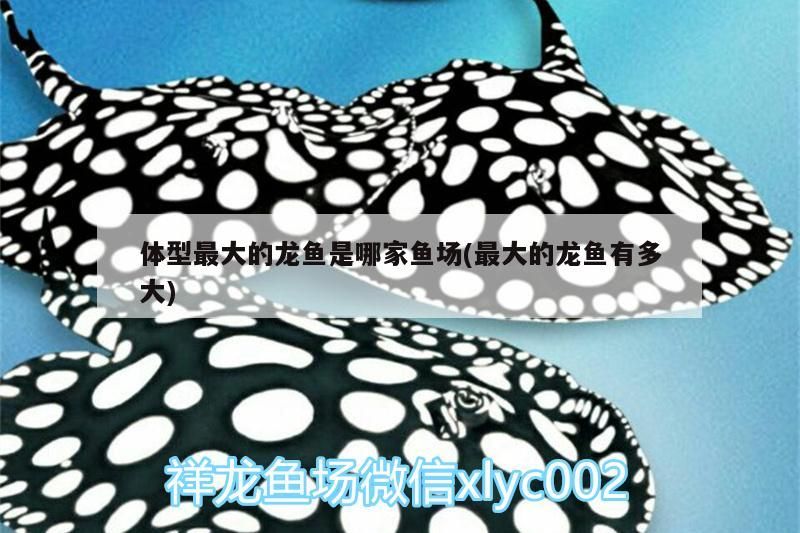 體型最大的龍魚(yú)是哪家魚(yú)場(chǎng)(最大的龍魚(yú)有多大)