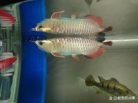 嵐山龍魚