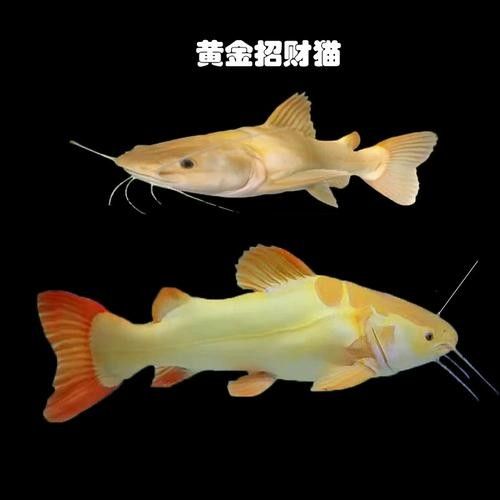 黃金貓魚是雜牌子嗎