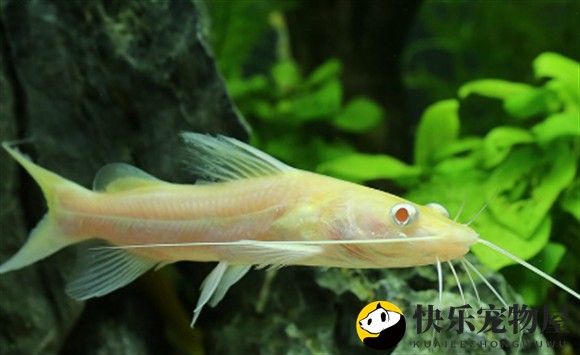 黃金貓魚是雜牌子嗎
