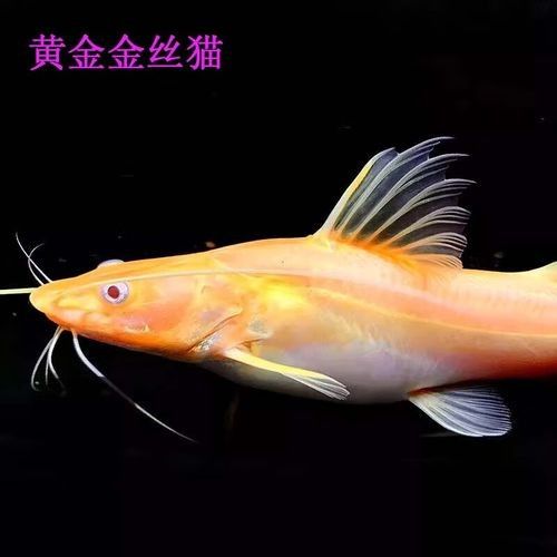 黃金貓魚是雜牌子嗎