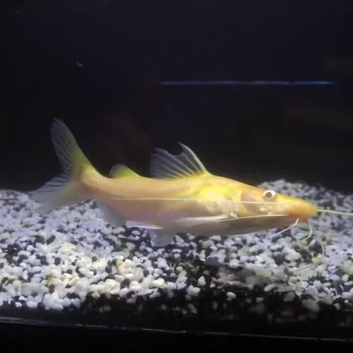 黃金貓魚是雜牌子嗎