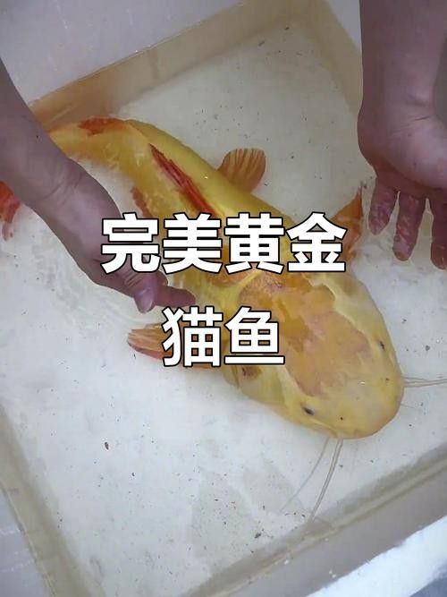黃金貓魚是雜牌子嗎