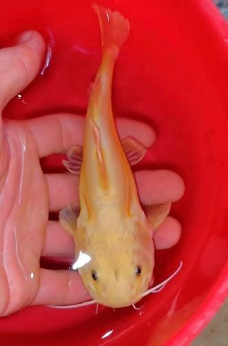 黃金貓魚是雜牌子嗎