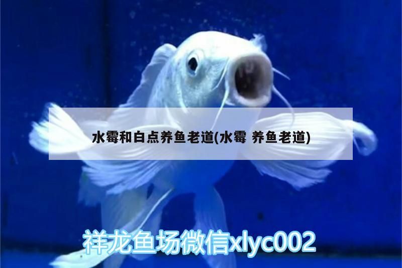 水霉和白點養魚老道(水霉養魚老道)