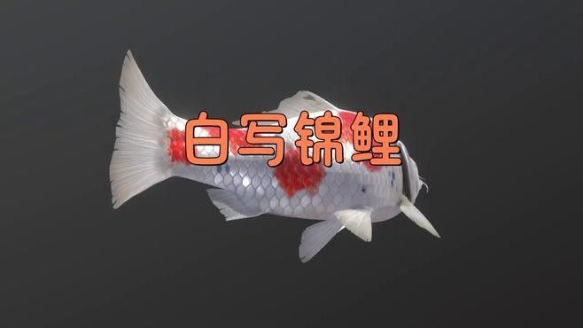 白寫錦鯉怎么看品相