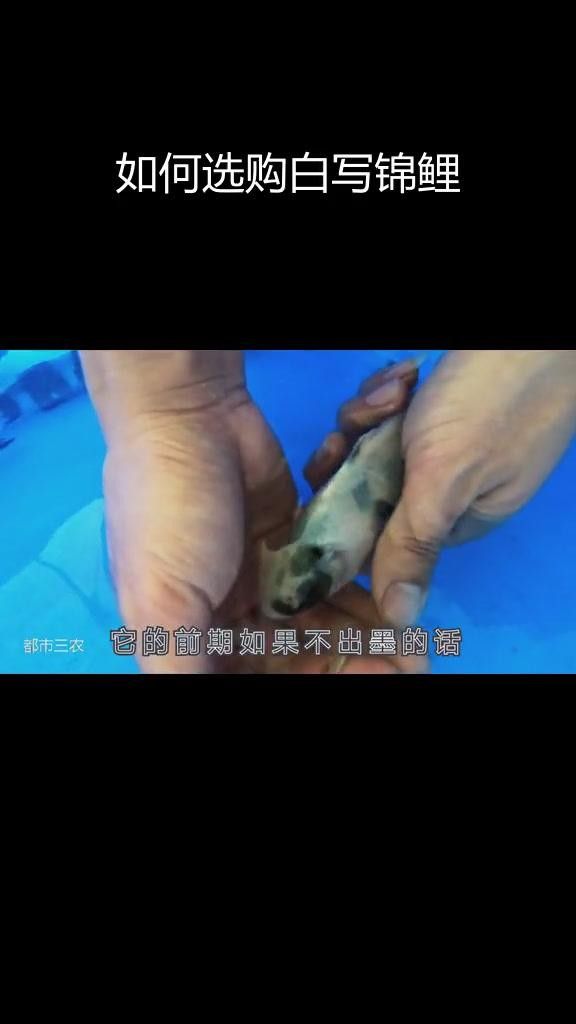 白寫錦鯉怎么看品相