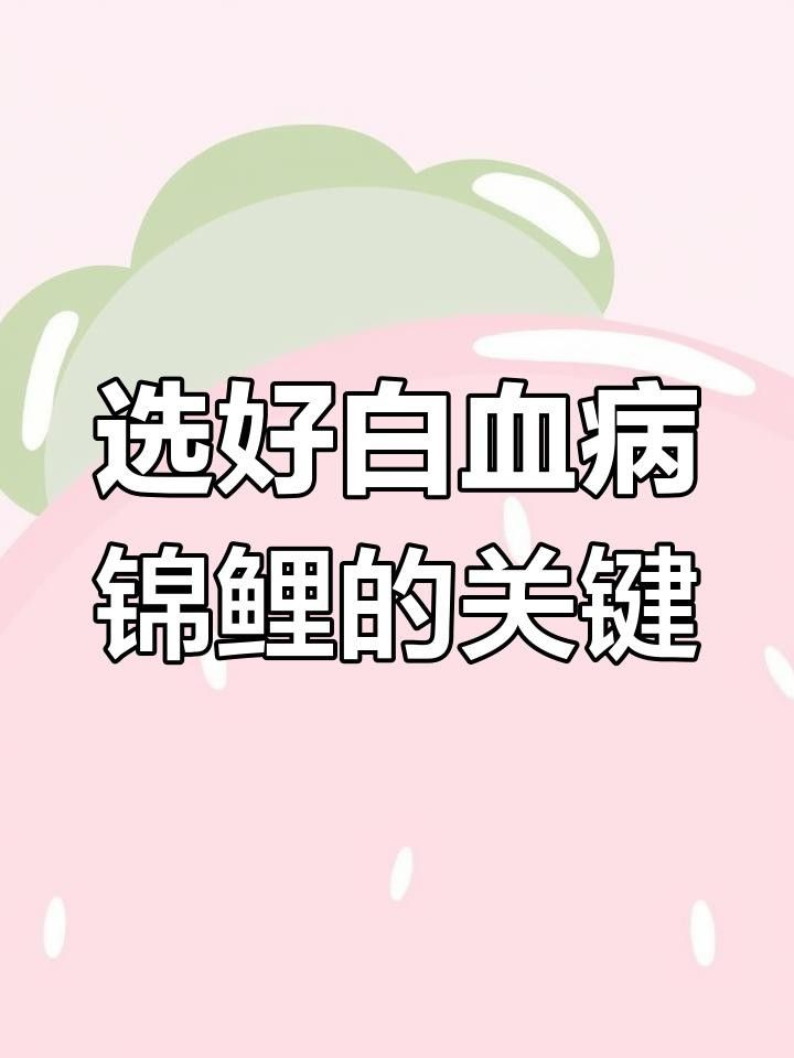 白寫錦鯉怎么看品相