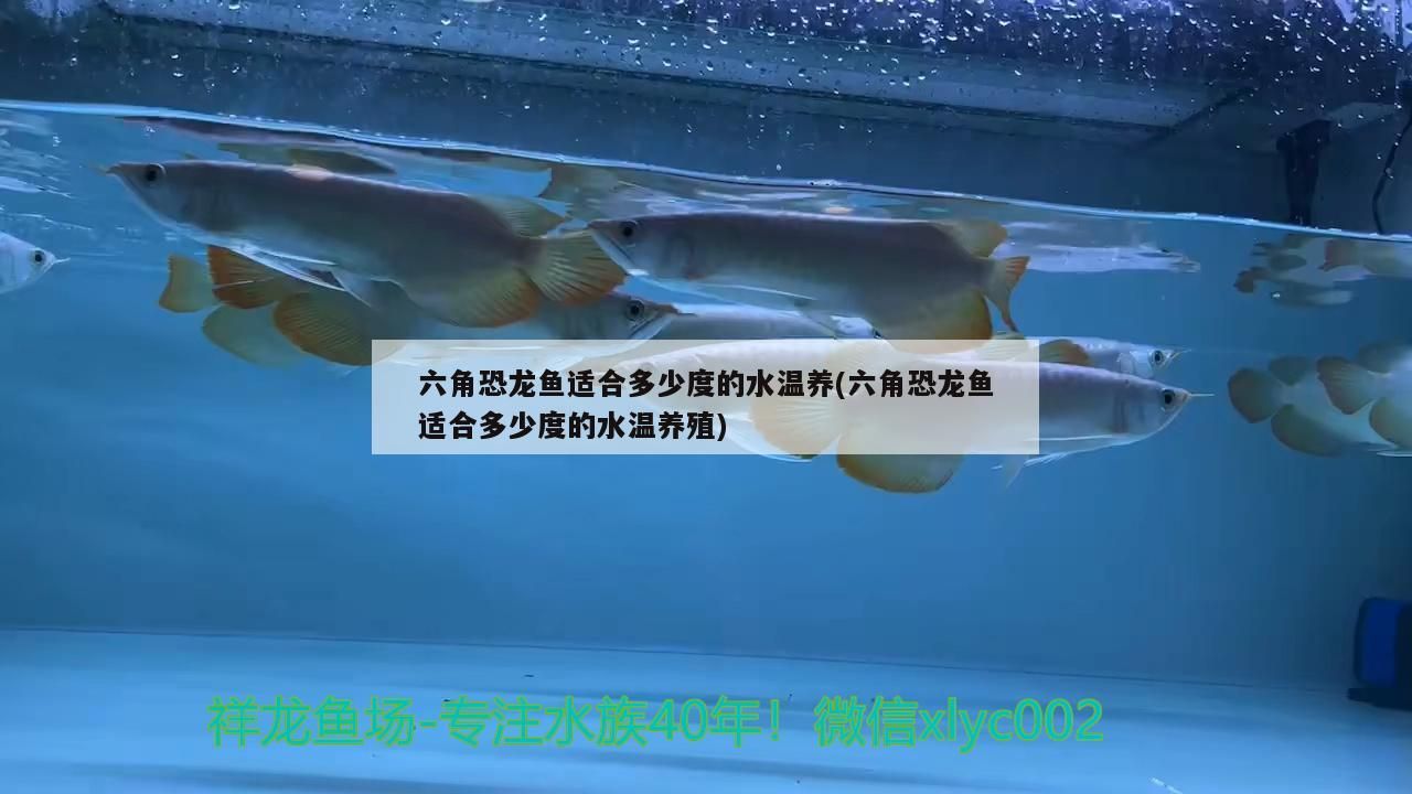 六角恐龍魚適合多少度的水溫養(六角恐龍魚適合多少度的水溫養殖)