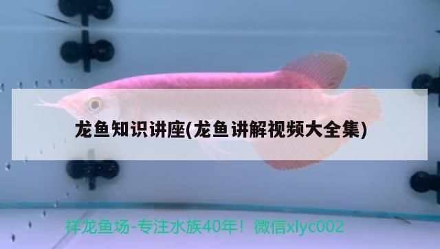 龍魚(yú)知識(shí)講座(龍魚(yú)講解視頻大全集) 龍魚(yú)知識(shí)講座(龍魚(yú)講解視頻大全集) 觀賞魚(yú)百科