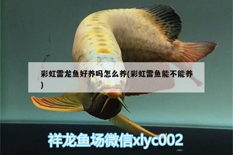彩虹雷龍魚好養嗎怎么養(彩虹雷魚能不能養)