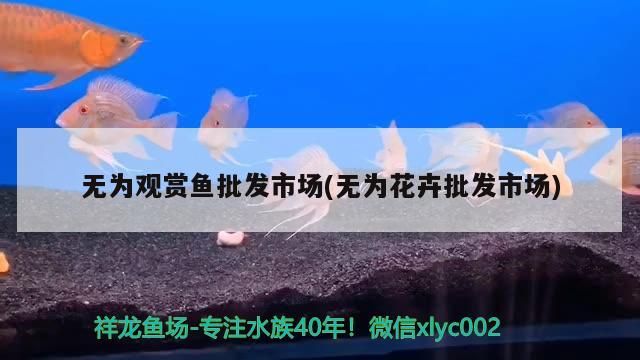 無為觀賞魚批發市場(無為花卉批發市場)