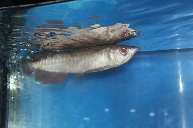 溫嶺哪里有做魚缸的廠子（溫嶺漁業公司）