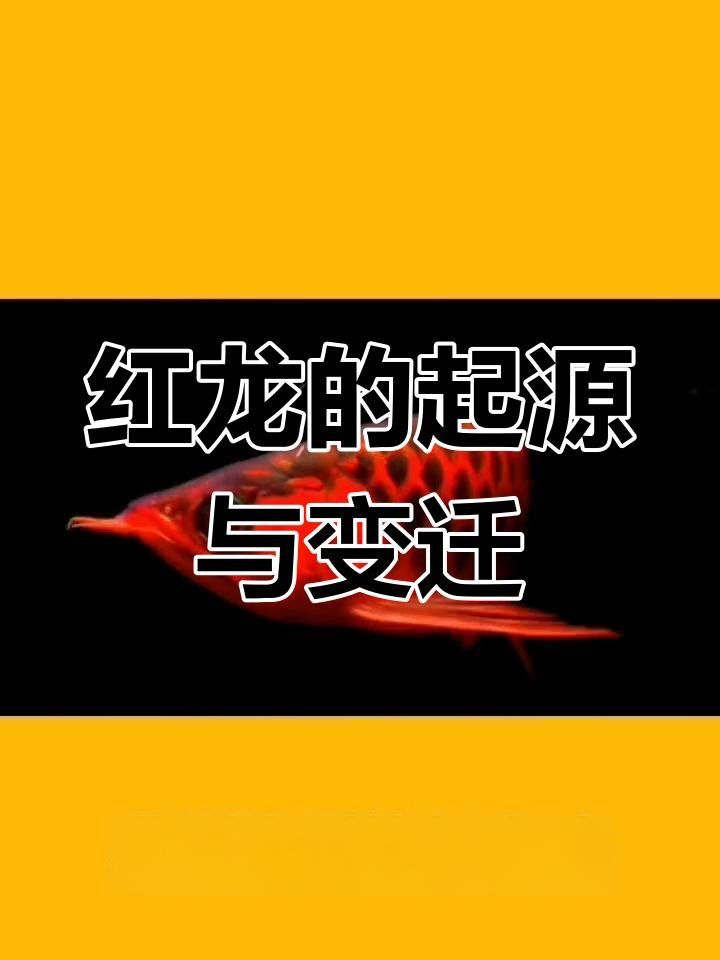佛坪紅龍魚簡介和歷史背景