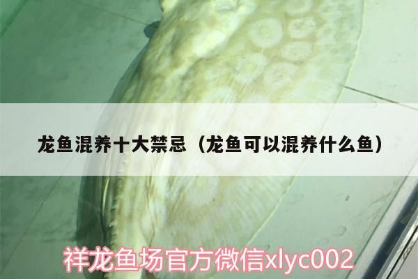 龍魚混養十大禁忌（龍魚可以混養什么魚）