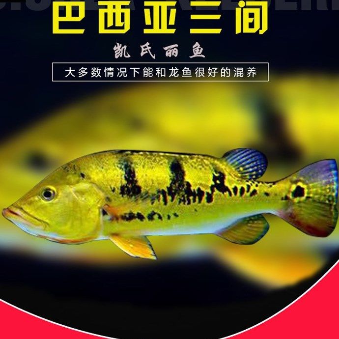 巴西亞魚_巴西亞_混養魚類_混養魚