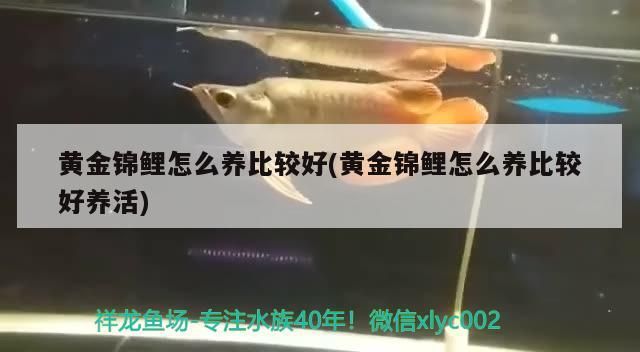 黃金錦鯉怎么養比較好(黃金錦鯉怎么養比較好養活)