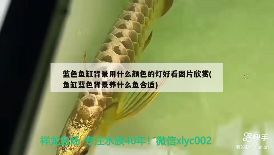 藍色魚缸背景用什么顏色的燈好看圖片欣賞(魚缸藍色背景養什么魚合適)