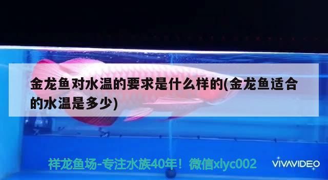 金龍魚對水溫的要求是什么樣的(金龍魚適合的水溫是多少) 金龍魚對水溫的要求是什么樣的(金龍魚適合的水溫是多少) 觀賞魚百科
