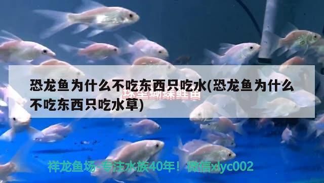 恐龍魚為什么不吃東西只吃水(恐龍魚為什么不吃東西只吃水草)