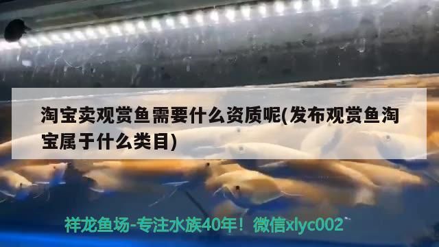 淘寶賣觀賞魚需要什么資質呢(發布觀賞魚淘寶屬于什么類目)