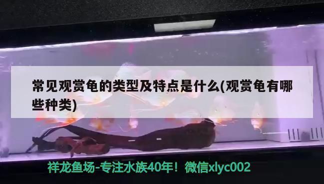 常見觀賞龜?shù)念愋图疤攸c是什么(觀賞龜有哪些種類)