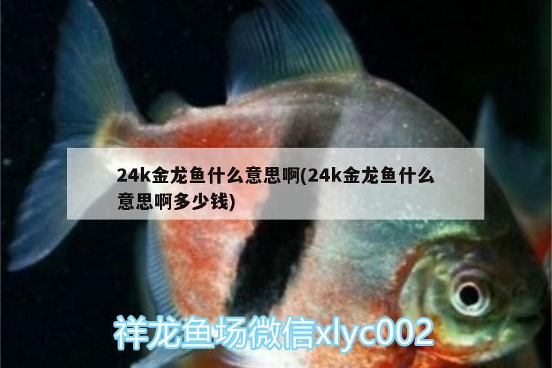 紅龍魚 24k金龍魚什么意思啊(24k金龍魚什么意思啊多少錢) 觀賞魚百科 24k金龍魚什么意思啊(24k金龍魚什么意思啊多少錢) 24k金龍魚什么意思啊(24k金龍魚什么意思啊多少錢) 觀賞魚百科
