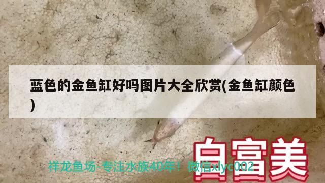 藍色的金魚缸好嗎圖片大全欣賞(金魚缸顏色) 藍色的金魚缸好嗎圖片大全欣賞(金魚缸顏色) 觀賞魚百科