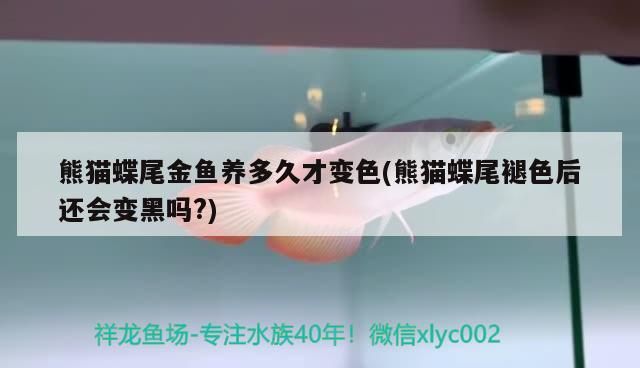 熊貓蝶尾金魚養多久才變色(熊貓蝶尾褪色后還會變黑嗎?)