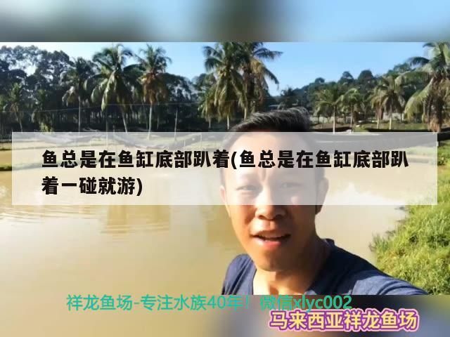 魚總是在魚缸底部趴著(魚總是在魚缸底部趴著一碰就游)