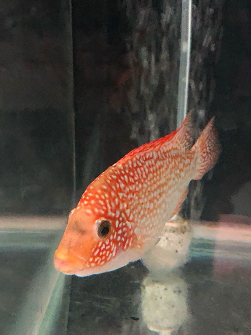 還是有點瘦