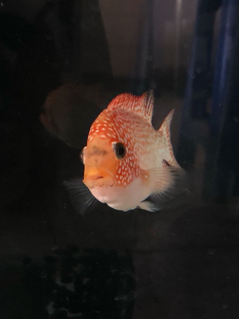 還是有點瘦
