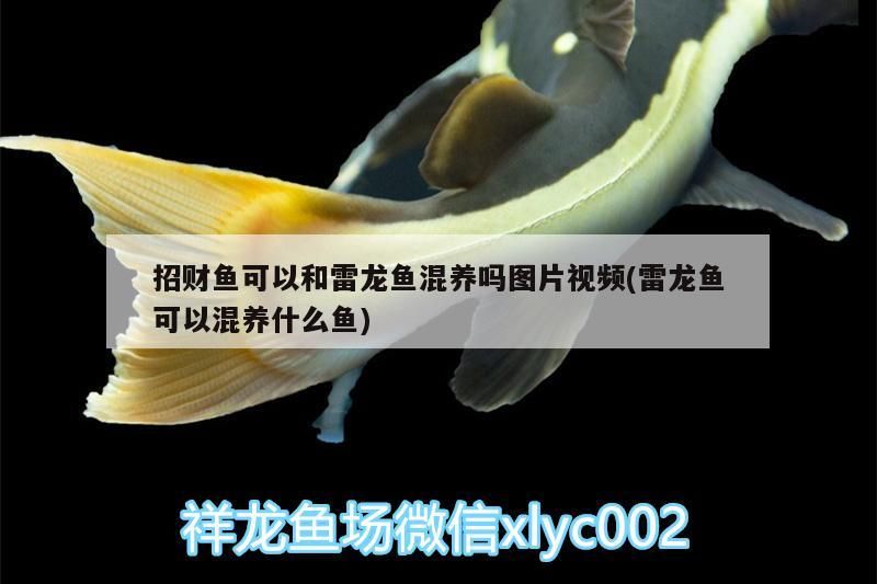 招財魚可以和雷龍魚混養嗎圖片視頻(雷龍魚可以混養什么魚)