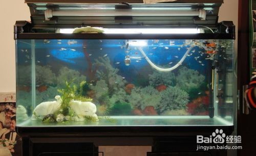 斑馬狗頭可以和銀龍魚混養嗎?會不會被吃掉 斑馬狗頭可以和恐龍魚混養嗎圖片視頻(斑馬狗頭可以和恐龍魚混養嗎圖片視頻大全) 觀賞魚百科 斑馬狗頭可以和恐龍魚混養嗎圖片視頻(斑馬狗頭可以和恐龍魚混養嗎圖片視頻大全) 斑馬狗頭可以和恐龍魚混養嗎圖片視頻(斑馬狗頭可以和恐龍魚混養嗎圖片視頻大全) 觀賞魚百科