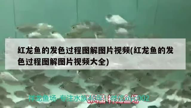 什么魚會清理魚缸(什么魚會清理魚缸的糞便)