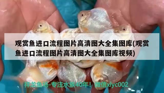 觀賞魚(yú)進(jìn)口流程圖片高清圖大全集圖庫(kù)(觀賞魚(yú)進(jìn)口流程圖片高清圖大全集圖庫(kù)視頻)