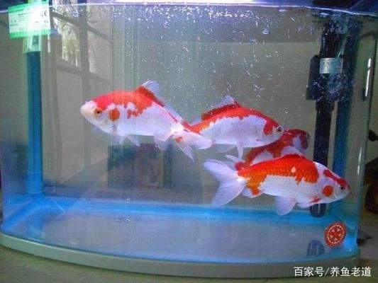 養六角龍魚需要注意什么事項（養六角龍魚需要注意什么事項呢）