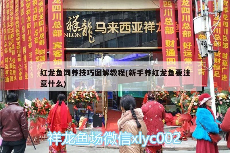 紅龍魚飼養(yǎng)技巧圖解教程(新手養(yǎng)紅龍魚要注意什么)