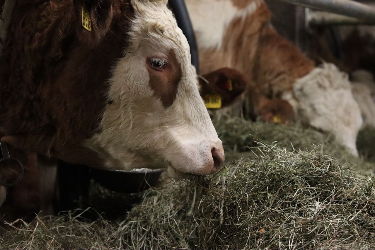 錦鯉飼喂方法（錦鯉飼料怎么喂）