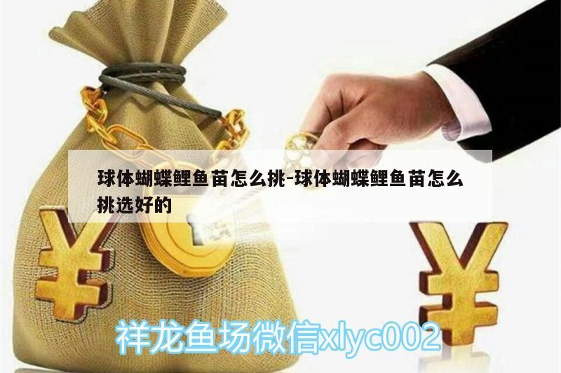球體蝴蝶鯉魚苗怎么挑:球體蝴蝶鯉魚苗怎么挑選好的
