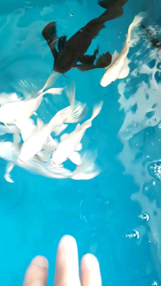 我的虎魚真菌感染了要怎么處理 關于飼料選擇個人建議! 觀賞魚百科 關于飼料選擇個人建議! 關于飼料選擇個人建議! 觀賞魚百科